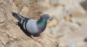 شركة مكافحة الحمام ام القيوين