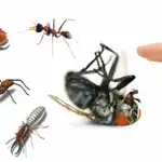 شركة مكافحة الحشرات ام القيوين