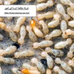 شركة مكافحة الرمة في العين