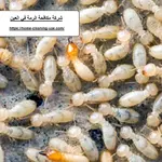 شركة مكافحة الرمة في العين