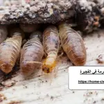 شركة مكافحة الرمة في الفجيرة