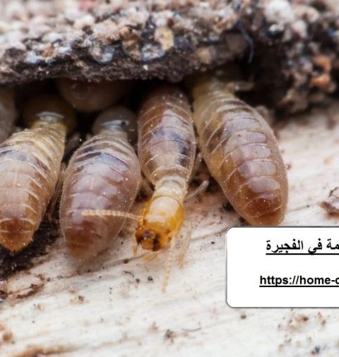 شركة مكافحة الرمة في الفجيرة
