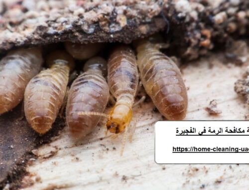 شركة مكافحة الرمة في الفجيرة |0569240297| مكافحة تامة