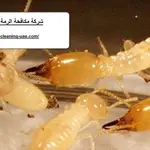 شركة مكافحة الرمة في ام القيوين