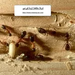 شركة مكافحة الرمة في دبي