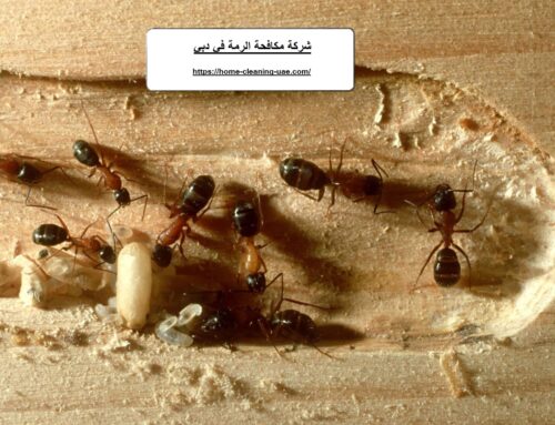 شركة مكافحة الرمة في دبي |0569240297| النمل الابيض