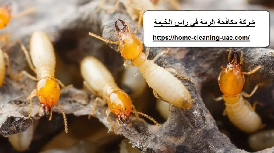 شركة مكافحة الرمة في راس الخيمة