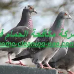 شركة مكافحة الحمام في دبي