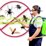 شركة رش حشرات في العين