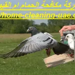 شركة مكافحة الحمام ام القيوين