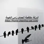 شركة مكافحة الحمام راس الخيمة