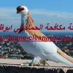 شركة مكافحة الحمام في ابوظبي