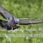 شركة مكافحة الحمام في الشارقة