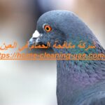 شركة مكافحة الحمام في العين