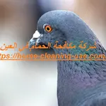 شركة مكافحة الحمام في العين