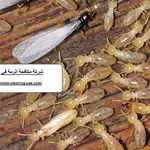 شركة مكافحة الرمة في الشارقة