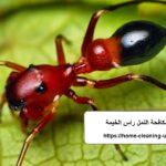 شركة مكافحة النمل راس الخيمة