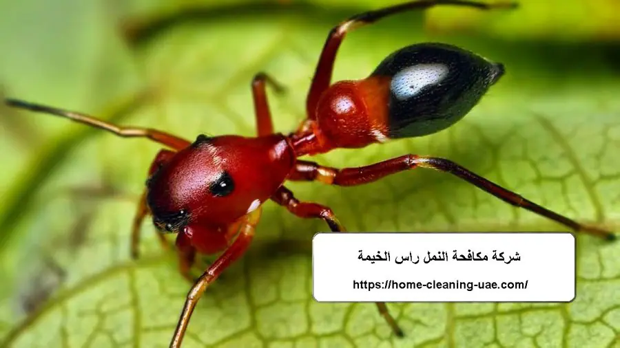 شركة مكافحة النمل راس الخيمة