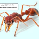 شركة مكافحة النمل في ابوظبي