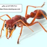 شركة مكافحة النمل في ابوظبي