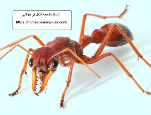 شركة مكافحة النمل في ابوظبي |0569240297| رش مبيدات