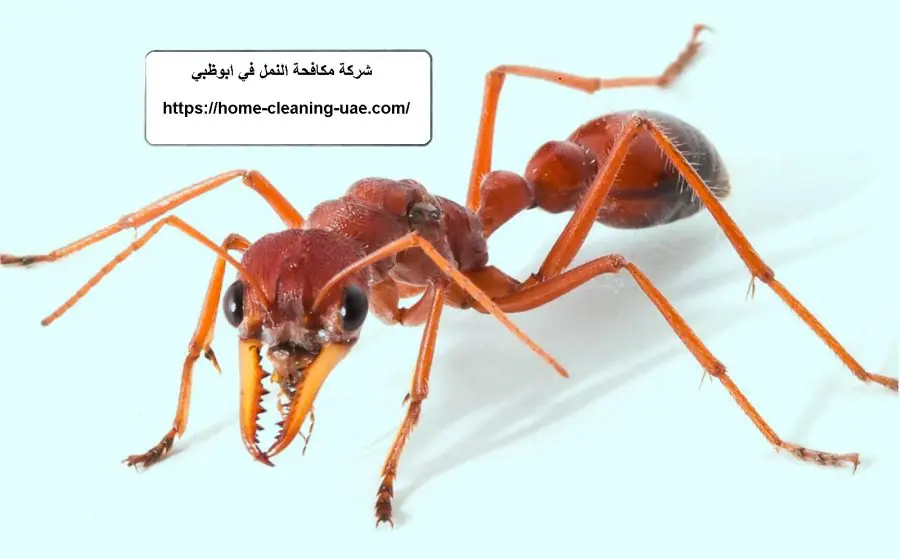 شركة مكافحة النمل في ابوظبي