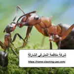 شركة مكافحة النمل في الشارقة