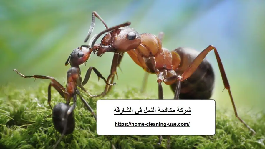 شركة مكافحة النمل في الشارقة