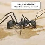 شركة مكافحة النمل في العين
