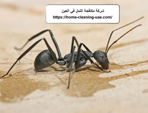 شركة مكافحة النمل في العين |0569240297| رش مبيدات
