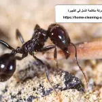 شركة مكافحة النمل في الفجيرة