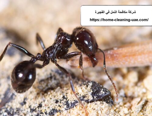شركة مكافحة النمل في الفجيرة |0569240297| ابادة الحشرات