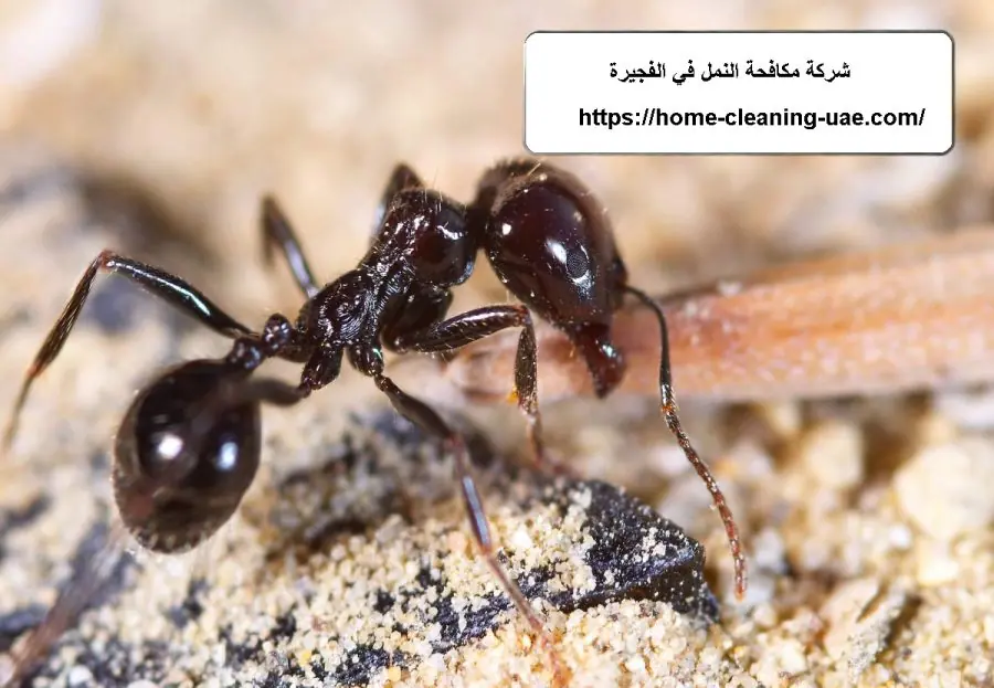 شركة مكافحة النمل في الفجيرة