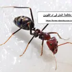 شركة مكافحة النمل في ام القيوين