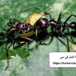 شركة مكافحة النمل في دبي