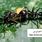 شركة مكافحة النمل في دبي