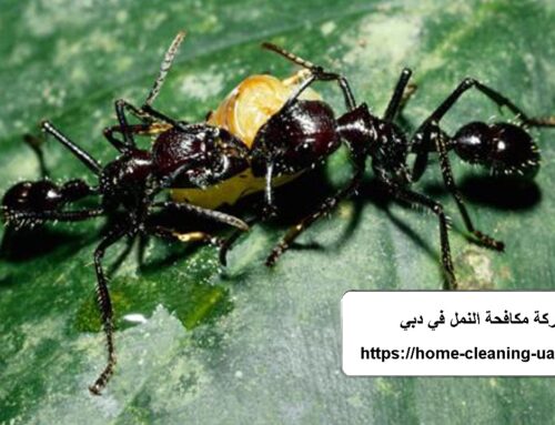 شركة مكافحة النمل في دبي |0569240297| النمل الابيض