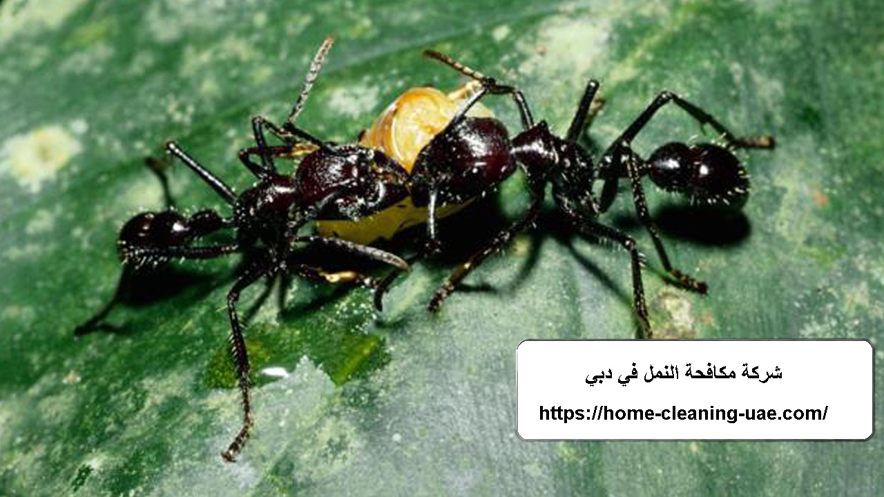 شركة مكافحة النمل في دبي
