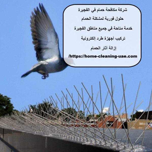 شركة مكافحة حمام في الفجيرة