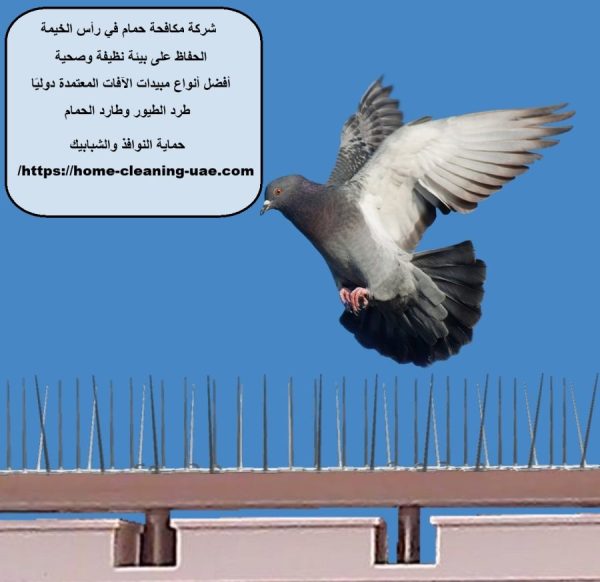 شركة مكافحة حمام في رأس الخيمة